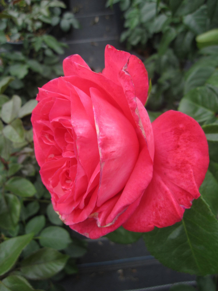 Hochstammrose Cherry Lady 2